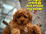 Toy Poodle Safkan Yavru Oğlumuz Çokomel