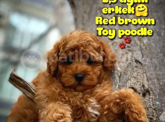 Toy Poodle Safkan Yavru Oğlumuz Çokomel