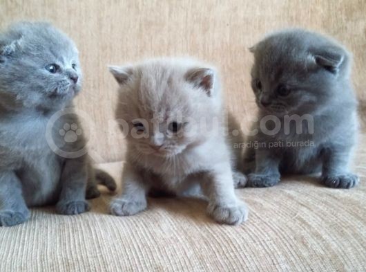 Yavru British Shorthair  3 Dişi görsel