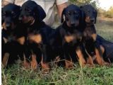 Doberman Yavrular