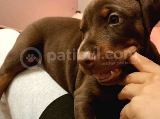 Doberman Yavrular görsel