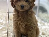 Red Brown Kızıl Renk Maltipoo Erkek Yavrumuz