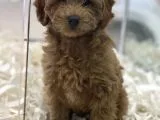 Red Brown Kızıl Renk Maltipoo Erkek Yavrumuz