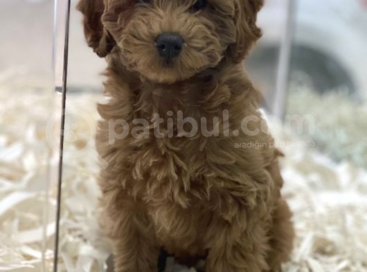 Red Brown Kızıl Renk Maltipoo Erkek Yavrumuz görsel