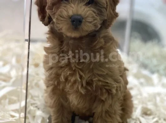 Red Brown Kızıl Renk Maltipoo Erkek Yavrumuz