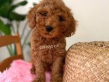 Minyatür Red Toy Poodle Erkek Yavrumuz