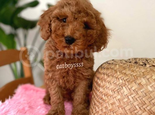 Minyatür Red Toy Poodle Erkek Yavrumuz görsel