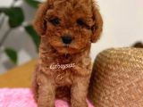 Irk Ve Sağlıklı Garantili Red Toy Poodle Yavrumuz