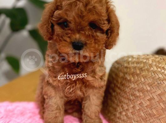 Irk Ve Sağlıklı Garantili Red Toy Poodle Yavrumuz görsel