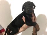 Doberman Yavrular