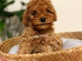 Safkan Red Toy Poodle Yavrularımız