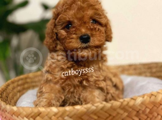 Safkan Red Toy Poodle Yavrularımız görsel