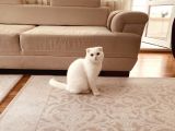 11 Aylık Karbeyaz Safkan Scottish Fold