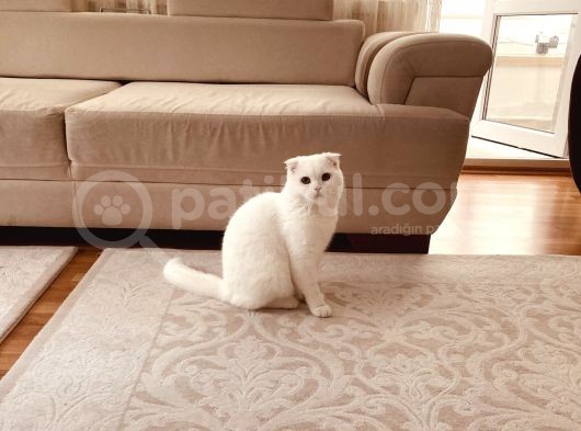 11 Aylık Karbeyaz Safkan Scottish Fold görsel