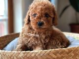 Muhteşem Red Toy Poodle Erkek Yavrularımız