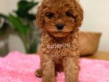 Irk Ve Sağlıklı Garantili Red Toy Poodle Yavrumuz