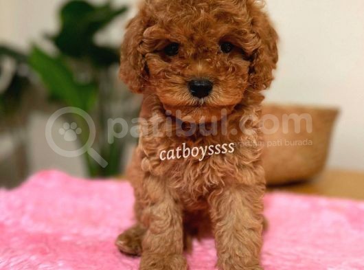 Irk Ve Sağlıklı Garantili Red Toy Poodle Yavrumuz görsel