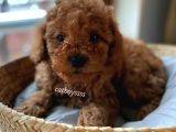 Muhteşem Red Toy Poodle Erkek Yavrularımız