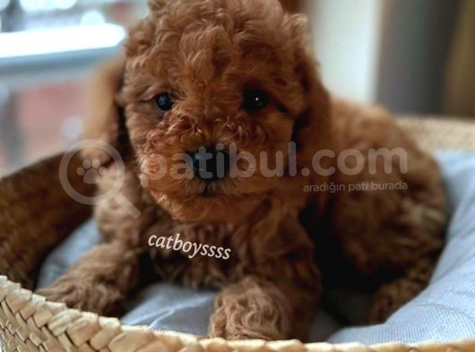 Muhteşem Red Toy Poodle Erkek Yavrularımız görsel