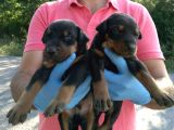 Doberman Yavrular