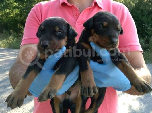 Doberman Yavrular görsel