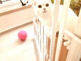 11 Aylık Karbeyaz Safkan Scottish Fold