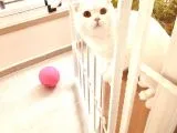 11 Aylık Karbeyaz Safkan Scottish Fold