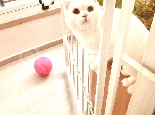 11 Aylık Karbeyaz Safkan Scottish Fold görsel