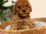 Safkan Red Toy Poodle Yavrularımız