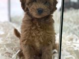 Red Brown Kızıl Renk Maltipoo Erkek Yavrumuz