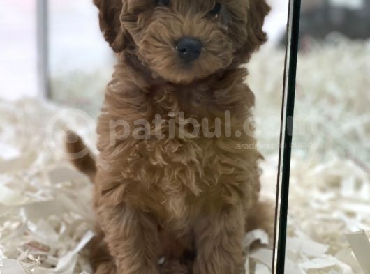 Red Brown Kızıl Renk Maltipoo Erkek Yavrumuz görsel