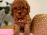 Irk Ve Sağlıklı Garantili Red Toy Poodle Yavrumuz