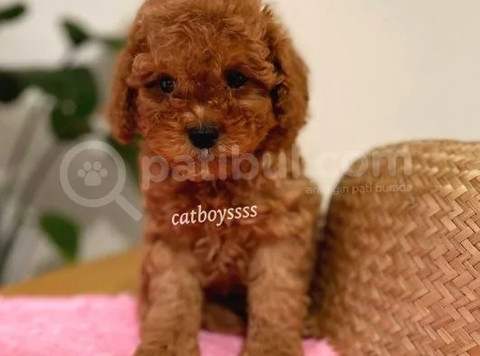 Irk Ve Sağlıklı Garantili Red Toy Poodle Yavrumuz