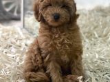 Red Brown Kızıl Renk Maltipoo Erkek Yavrumuz