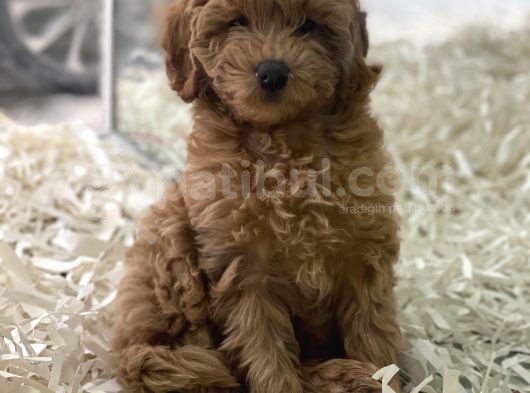 Red Brown Kızıl Renk Maltipoo Erkek Yavrumuz görsel