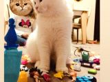 11 Aylık Karbeyaz Safkan Scottish Fold