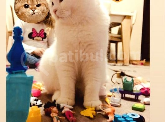 11 Aylık Karbeyaz Safkan Scottish Fold görsel