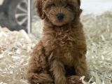 Red Brown Kızıl Renk Maltipoo Erkek Yavrumuz