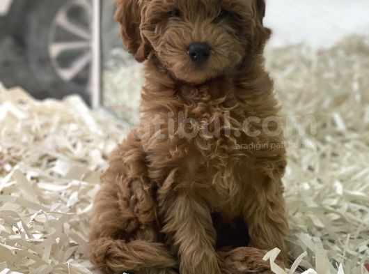 Red Brown Kızıl Renk Maltipoo Erkek Yavrumuz görsel