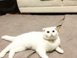 11 Aylık Karbeyaz Safkan Scottish Fold