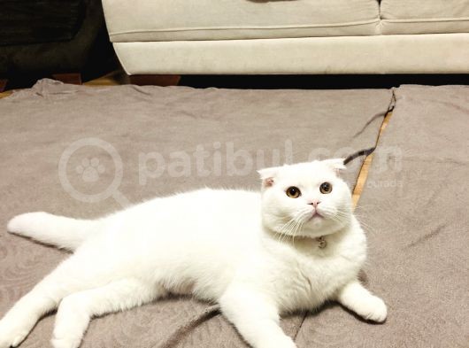 11 Aylık Karbeyaz Safkan Scottish Fold görsel