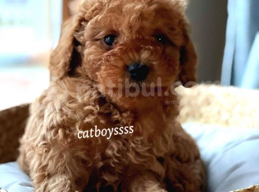 Muhteşem Red Toy Poodle Erkek Yavrularımız görsel