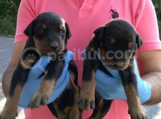 Doberman Yavrular