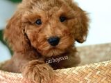 Minyatür Red Toy Poodle Erkek Yavrumuz