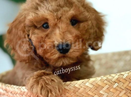 Minyatür Red Toy Poodle Erkek Yavrumuz görsel
