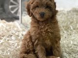Red Brown Kızıl Renk Maltipoo Erkek Yavrumuz