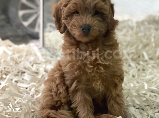Red Brown Kızıl Renk Maltipoo Erkek Yavrumuz görsel