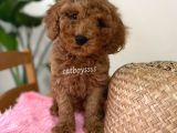Minyatür Red Toy Poodle Erkek Yavrumuz