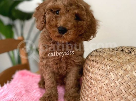 Minyatür Red Toy Poodle Erkek Yavrumuz görsel