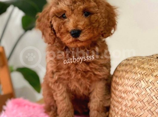 Minyatür Red Toy Poodle Erkek Yavrumuz görsel